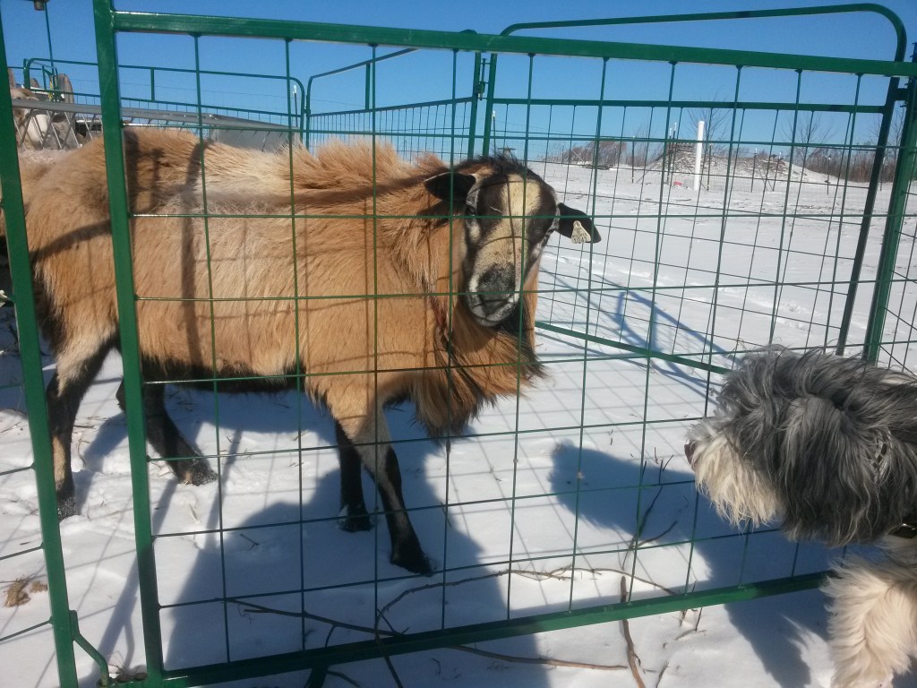 Gibbs Ram